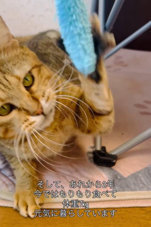 おもちゃで遊ぶ猫