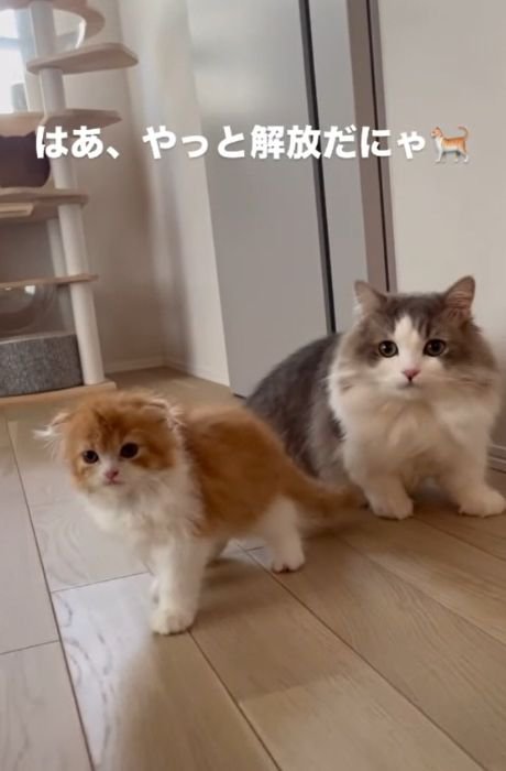 グレー白の猫の前に立つ茶白の猫