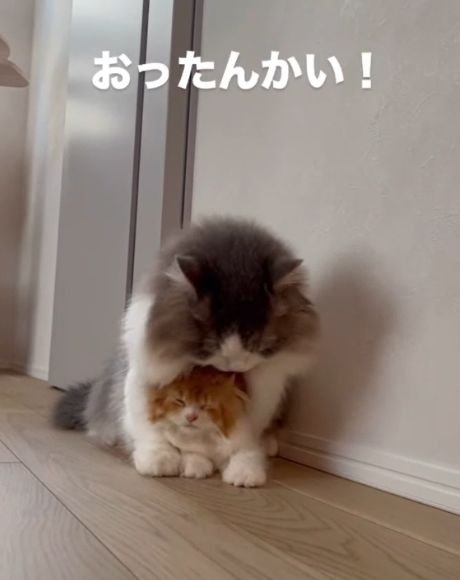 グレー白の猫の体の下にいる茶白の猫