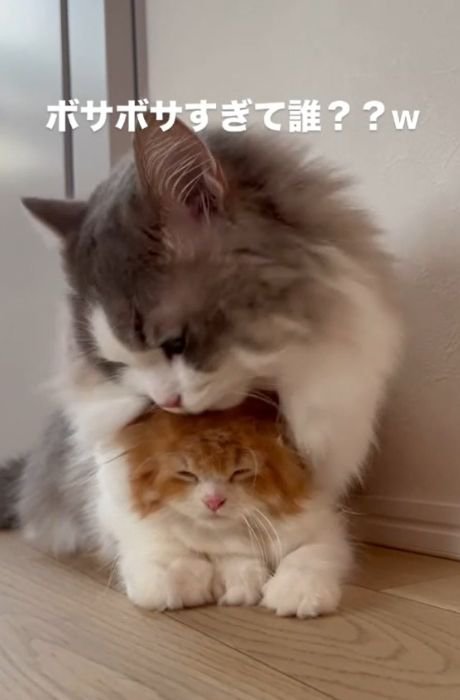 茶白の猫に覆いかぶさるグレー白の猫