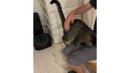 猫と椅子に座る女性
