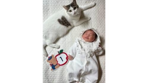 室内にいる猫