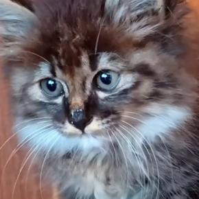家の中に侵入してきた『天使のような子猫』→少しずつ距離が縮まって…心温まる光景が154万再生「ひとりで頑張ってたんだね」「本物の天使」