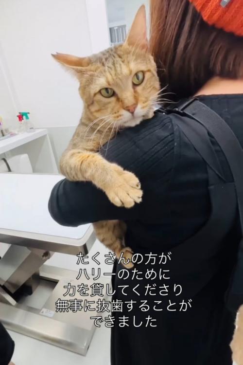 抱っこされる猫