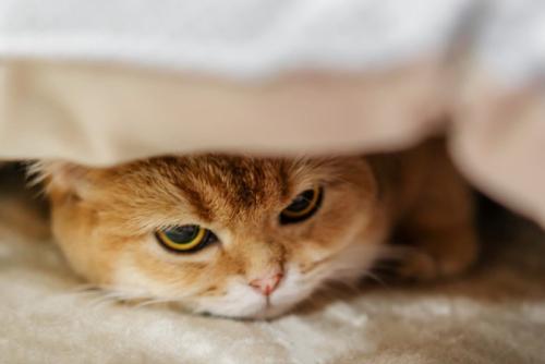 身を隠す猫