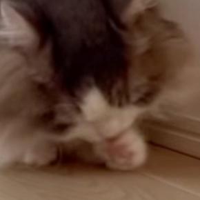 初対面では弟猫に威嚇していた兄猫…翌日に見せた『まさかの行動』に爆笑の声「可愛くて仕方ないみたいw」「愛が強すぎるw」と12万再生
