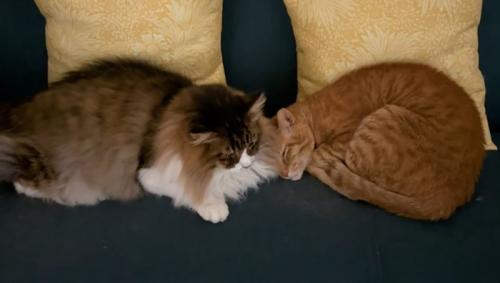 一緒に寝ている2匹の猫