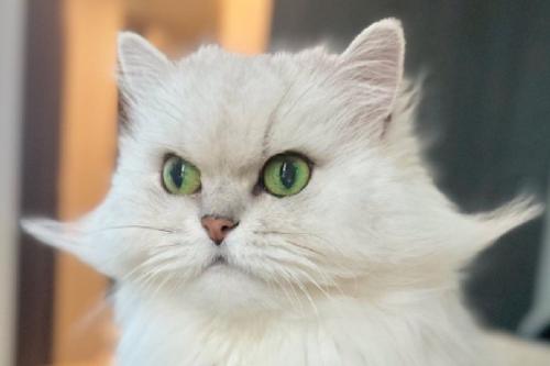 毛をセットされる猫