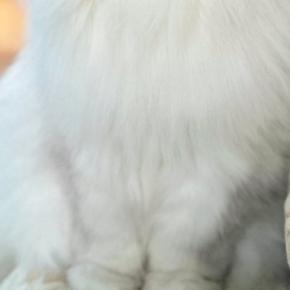 ふわふわの長毛猫→『ほっぺの毛』を撫でて整えたら…あまりにも高貴な佇まいに「漫画の執事みたいw」「何時間でも見ていられる」と話題