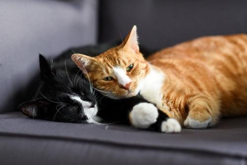2匹で眠る猫
