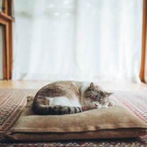 『猫が過ごす場所』では絶対に避けるべき行為4つ 　取り返しがつかないトラブルの危険性も…