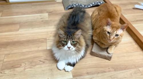 一緒にふせている2匹の猫