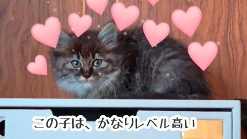 棚の上に座る子猫