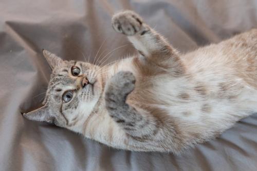 ヘソ天で警戒する猫
