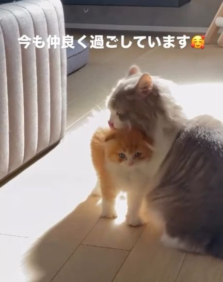 茶白の猫の頭を舐めるグレー白の猫