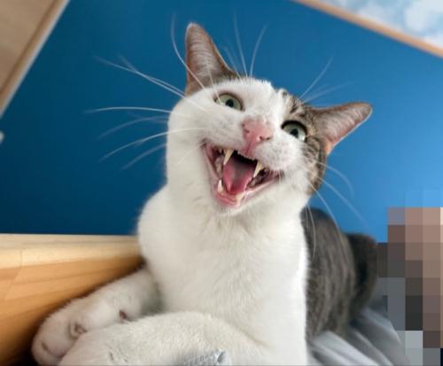 抱えられている猫