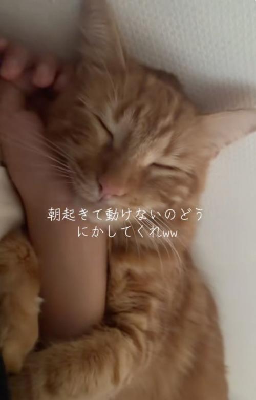 腕に抱きつく猫