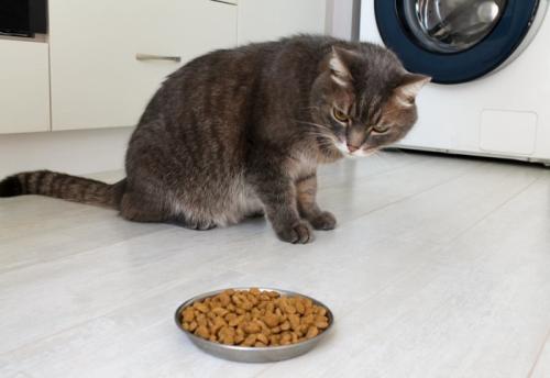 食事を食べようとしない猫