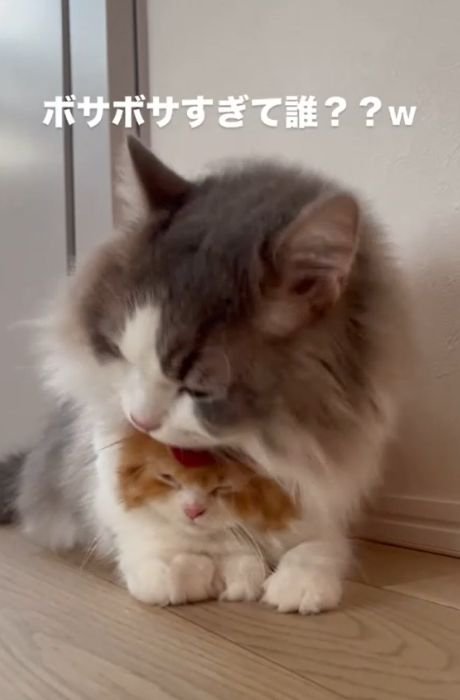 茶白の猫の頭を舐めるグレー白の猫