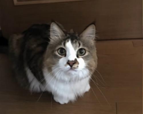 カメラ目線の猫
