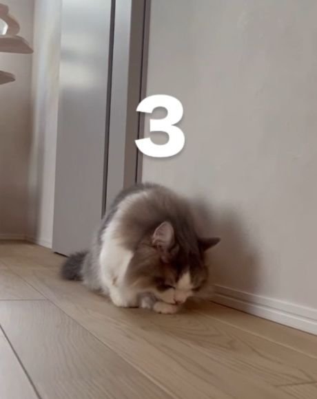 床に伏せて前足に顔を寄せるグレー白の猫