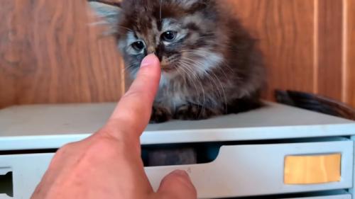 人の指に顔を近づける子猫