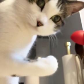 『突然力を誇示し始めた』→猫を撮影していると…まさかすぎる光景が126万再生「どうか力に溺れないで」「思った以上にすごかった」