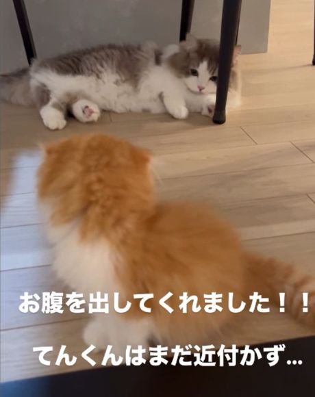 茶白の猫の前でお腹を見せて横になるグレー白の猫