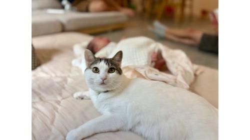 猫と赤ちゃん