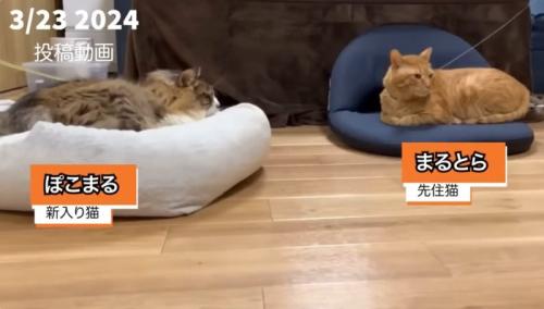 リードを付けて寝ている2匹の猫