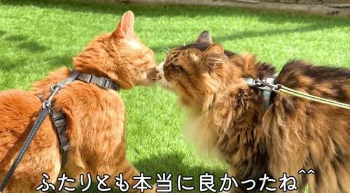 毛づくろいをしている2匹の猫