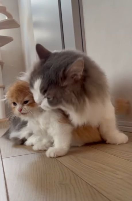 グレー白の猫の横で体を起こす茶白の猫