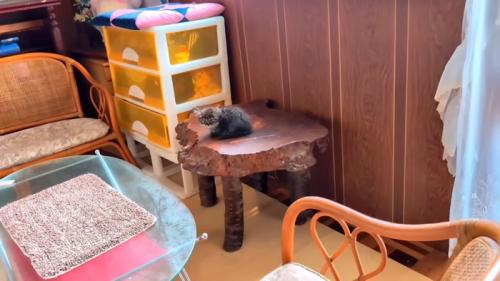 机の上に座る子猫