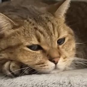 雷が鳴っている日、キャットタワーでくつろぐ猫→寝始めると…まさかの『寝顔』に「ホントにいい表情w」「かわいいw」と笑顔になる人が続出