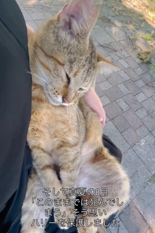 抱っこされる目を閉じる猫