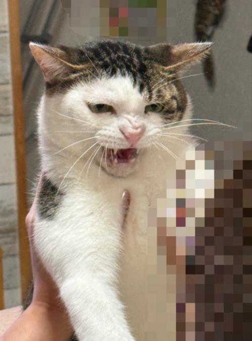 抱えられている猫