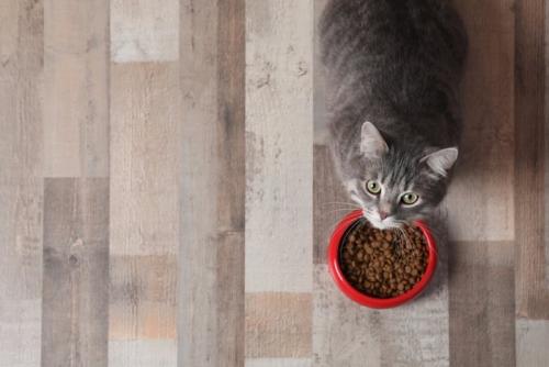 フード皿の前で上を見上げる可愛い猫