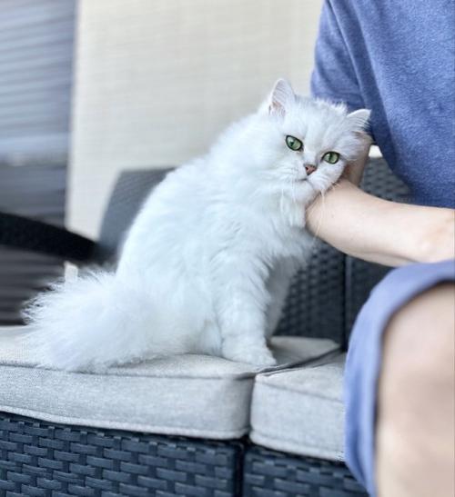甘える猫