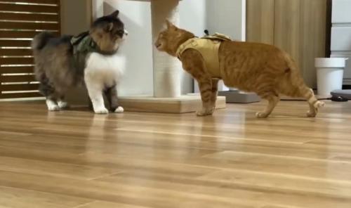 洋服を着てにらみあう2匹の猫