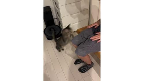 猫と椅子に座る女性
