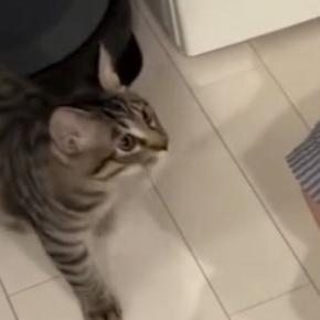 保護猫を家族に迎えた結果→『2か月』しか経っていないのに…あまりにも愛おしい光景に「羨ましい限り」「あ~も~幸せ」と反響