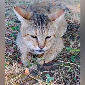 2年前の夏、瀕死の状態だったボロボロの地域猫が保護された結果…『現在』の様子に「感動で涙が止まらない」「本当にありがとう」と30万再生