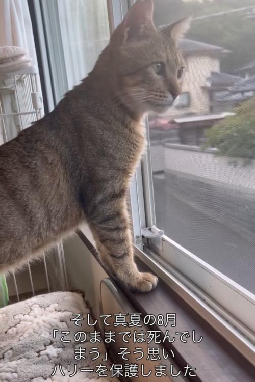 窓から外を見る猫