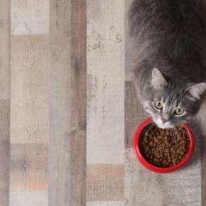 猫が『ご飯を食べようとしない』ときに疑われる原因4選 注意が必要なケースから取るべき対応まで