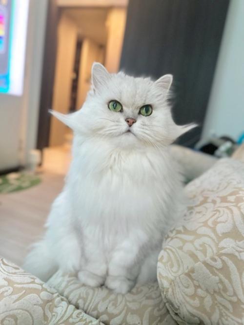 上を見る猫