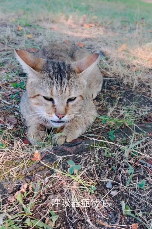 苦しそうな猫