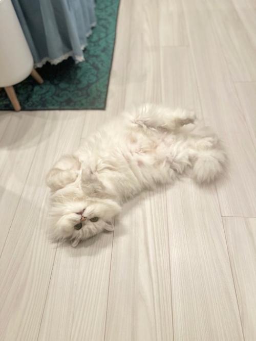 寝転がる猫