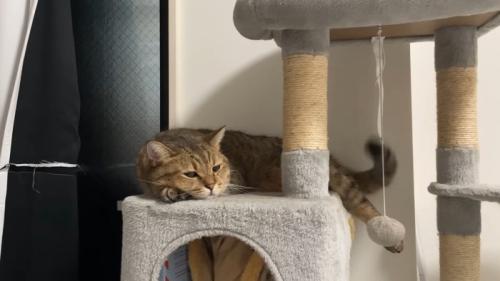 伏せて尻尾をフリフリ