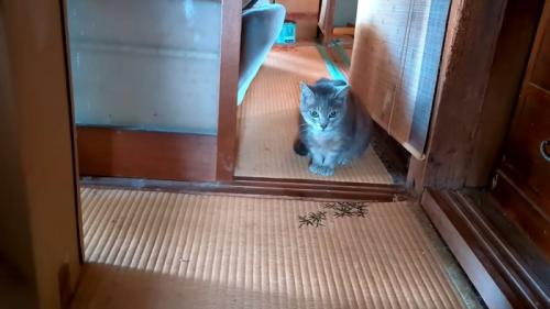 座って目を丸くする猫