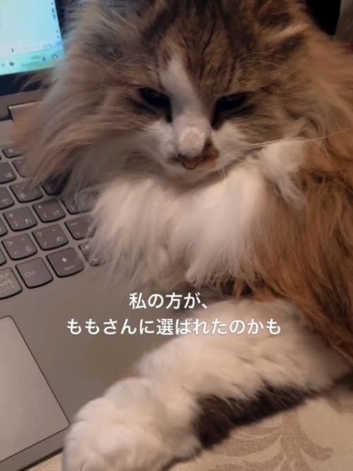 パソコンのキーボードの上に乗る猫